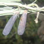 Crotalaria pilosa Vrucht