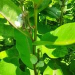 Asclepias syriaca Lapas