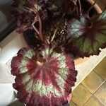 Begonia rex葉