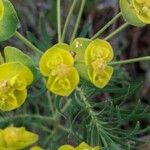 Euphorbia cyparissias फूल