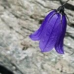 Campanula scheuchzeri Flower