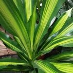 Dracaena fragrans Leaf