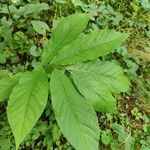 Asimina triloba Leaf