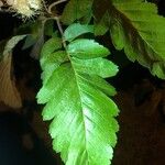 Scandosorbus intermedia Leaf
