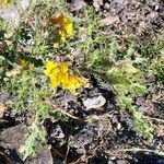 Solanum rostratum Fiore