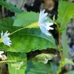 Heliosperma pusillum Fleur