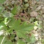 Pelargonium citronellum Blad