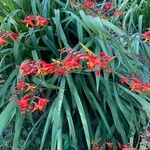 Crocosmia x crocosmiiflora Folla