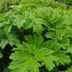 Heracleum sosnowskyi Lehti