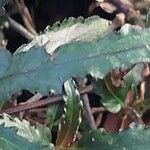 Strobilanthes sinuata Folio