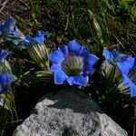 Gentiana meiantha موطن