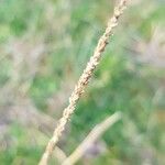 Sporobolus indicus Mbuma
