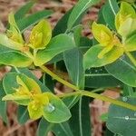 Euphorbia flavicoma Květ