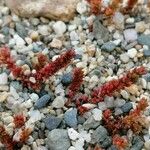 Crassula tillaea Habit