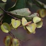Combretum celastroides Frucht