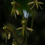 Angraecopsis ischnopus Flower