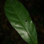 Siparuna decipiens Yaprak