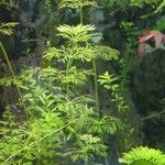 Limnophila indica Hoja