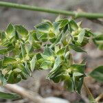 Euphorbia falcata Máis