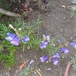 Penstemon speciosus Fiore