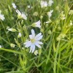 Stellaria palustrisŽiedas