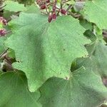 Roldana petasitis Hoja