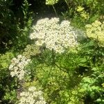 Cnidium silaifolium Flower