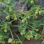 Euphorbia variabilis Otro