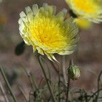 Malacothrix glabrata Flower