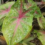 Caladium bicolorDeilen