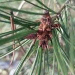 Pinus bungeana Плід