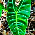 Alocasia longiloba Blatt