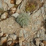 Artemisia caerulescens Foglia