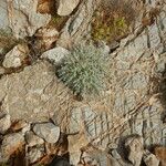 Artemisia caerulescensLehti