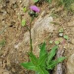 Cirsium monspessulanum Habit