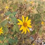 Tithonia diversifolia Foglia
