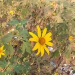 Tithonia diversifolia Feuille