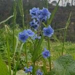 Cynoglossum amabile Blüte