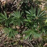 Helleborus viridis 整株植物