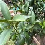 Fortunella japonicaLeaf