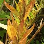 Oenothera tetragona Leaf