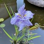 Iris ensata Kukka