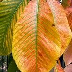 Aesculus flava Blatt