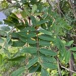 Sorbus americana Lapas