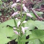 Cephalanthera longifoliaFloare