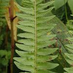 Nephrolepis undulata Blatt