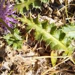 Cirsium acaulon 葉
