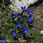 Gentiana terglouensis Hábitos