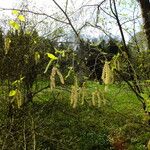 Betula ermanii Flower