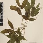 Toxicodendron succedaneum Other